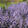 Nepeta Racemosa Junior Walker